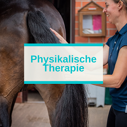 Physikalische Therapie am Pferd